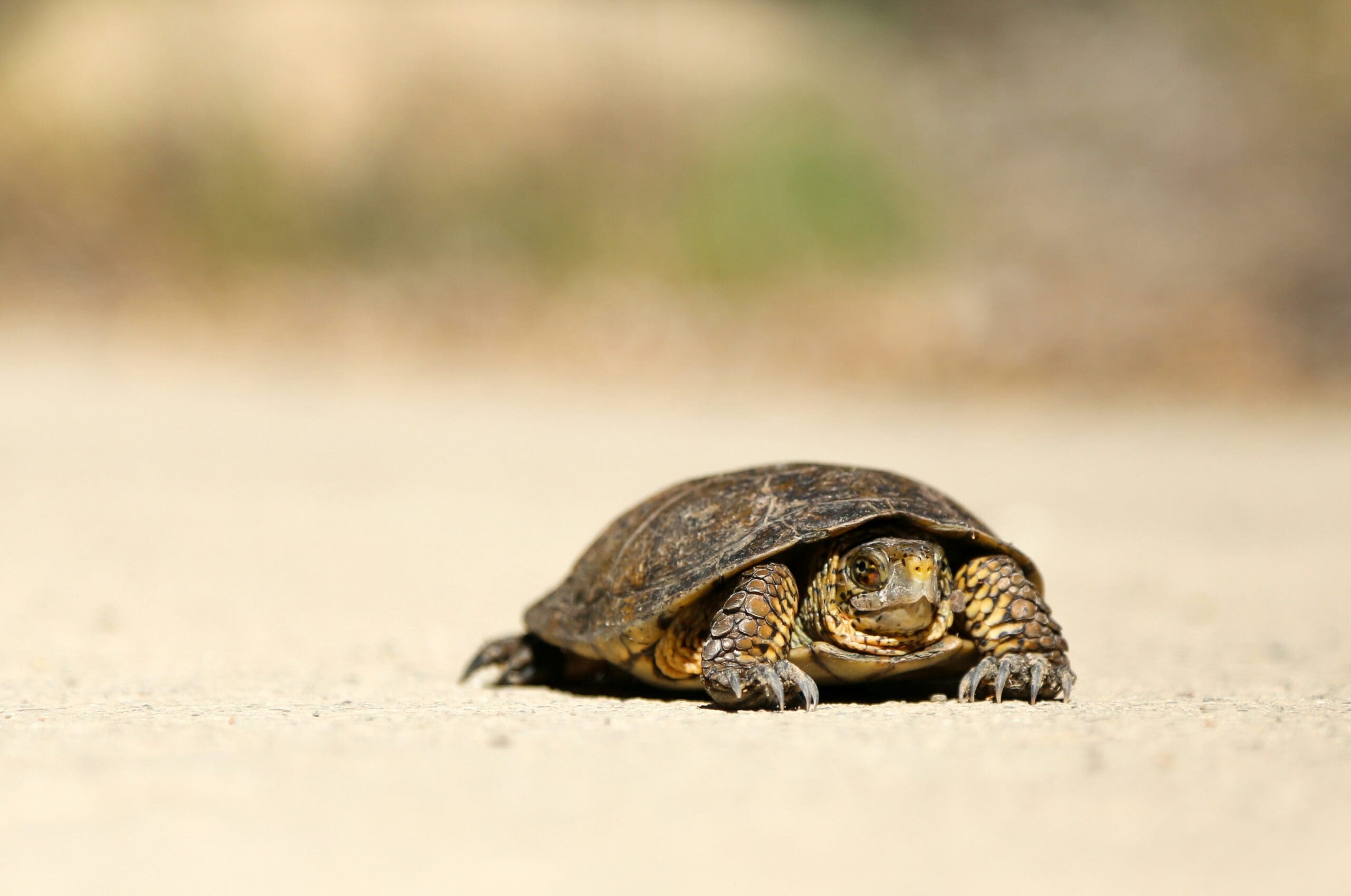 Website moving as slow as a turtle, we can help.